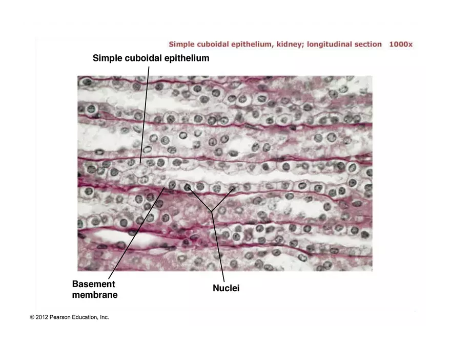 Exercise #6 Classification of Tissues - Epithelial Tissue - Page 23