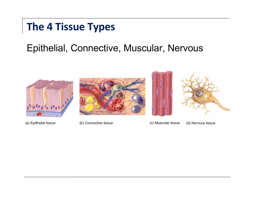 Exercise #6 Classification of Tissues - Epithelial Tissue - Page 24