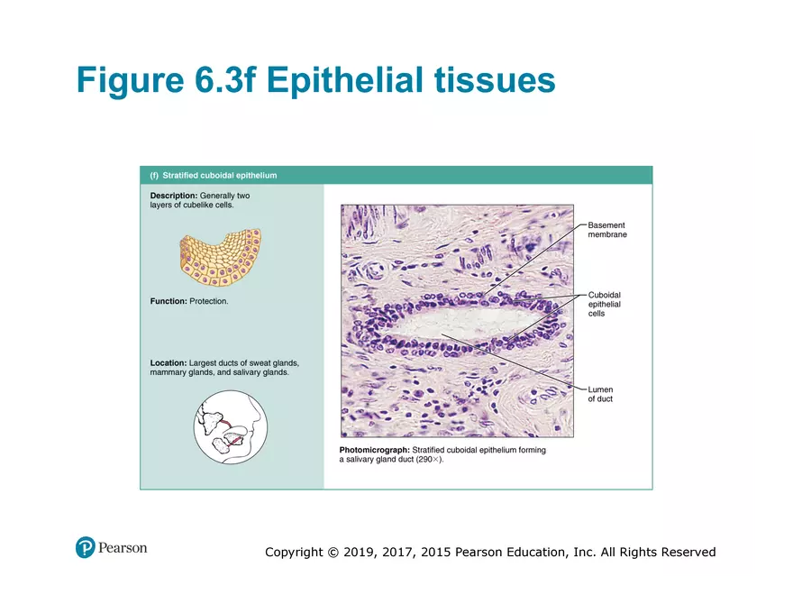 Exercise #6 Classification of Tissues - Epithelial Tissue - Page 25