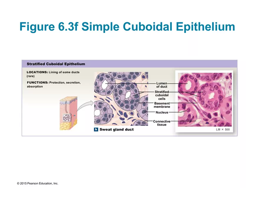 Exercise #6 Classification of Tissues - Epithelial Tissue - Page 26