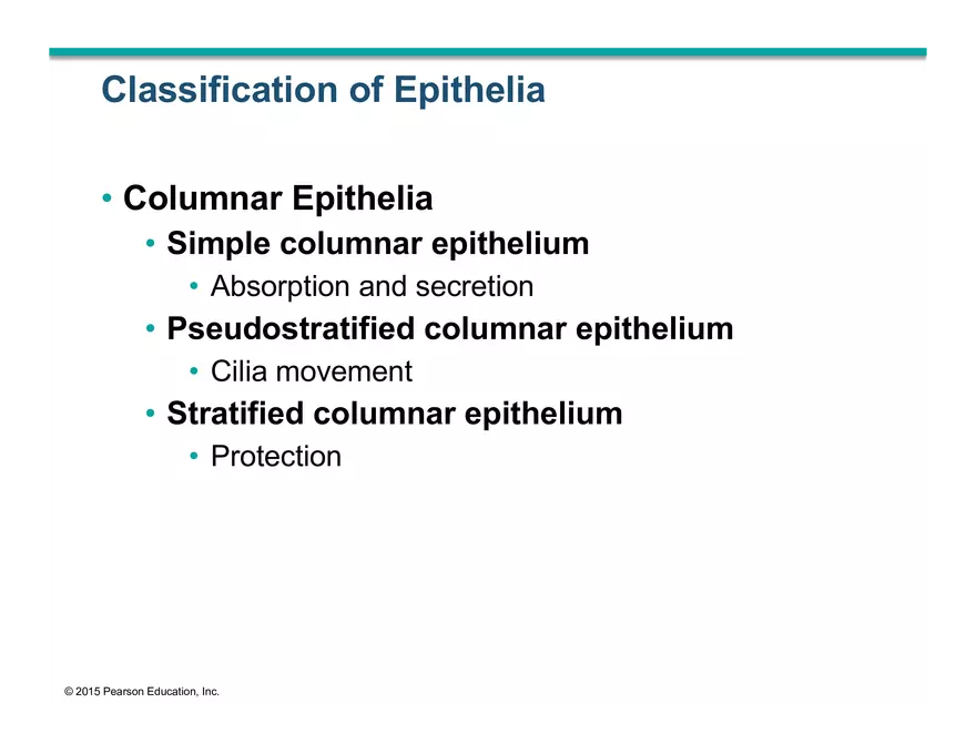 Exercise #6 Classification of Tissues - Epithelial Tissue - Page 27