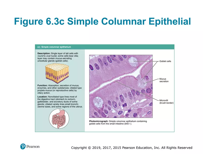 Exercise #6 Classification of Tissues - Epithelial Tissue - Page 28