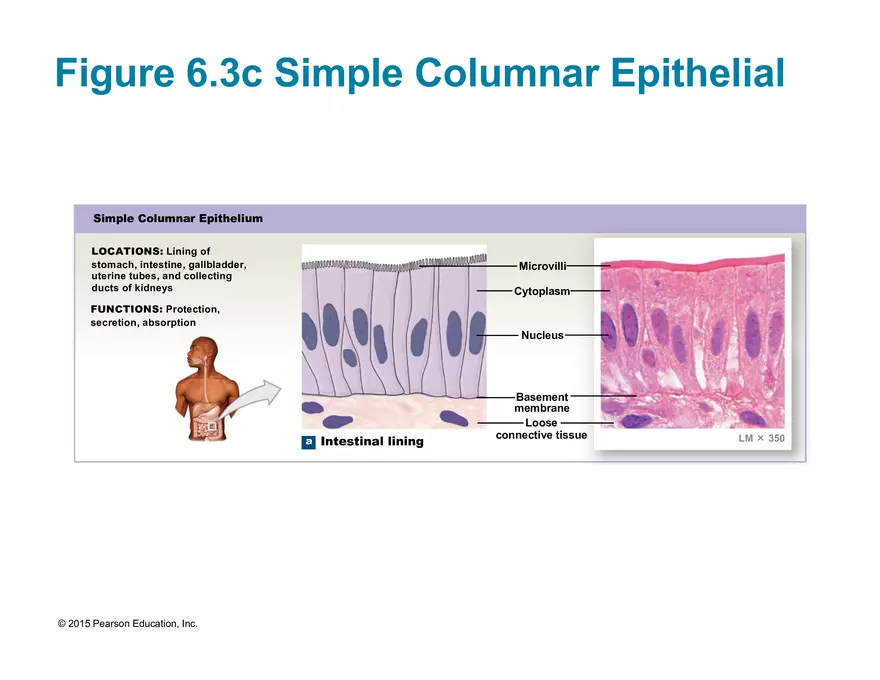 Exercise #6 Classification of Tissues - Epithelial Tissue - Page 29