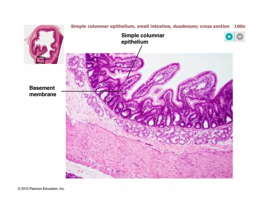 Exercise #6 Classification of Tissues - Epithelial Tissue - Page 30