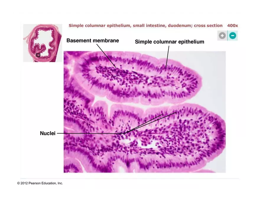 Exercise #6 Classification of Tissues - Epithelial Tissue - Page 31