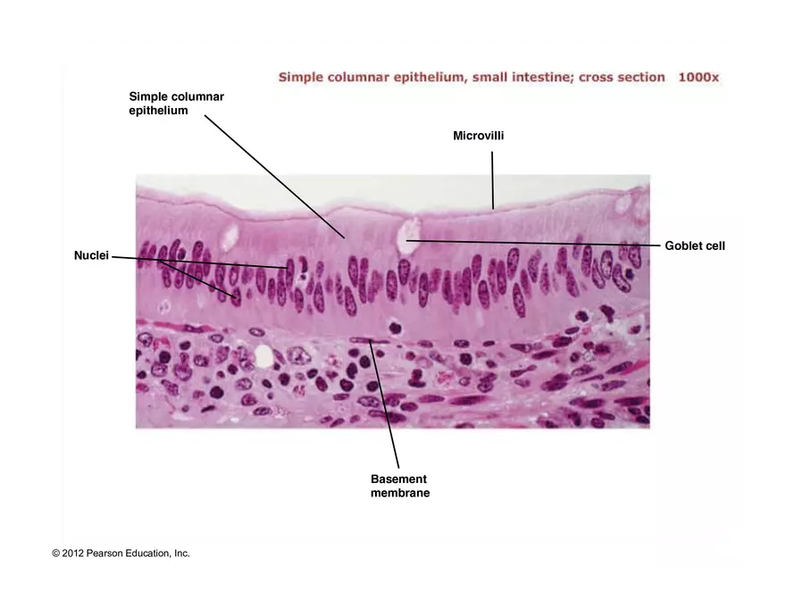Exercise #6 Classification of Tissues - Epithelial Tissue - Page 32