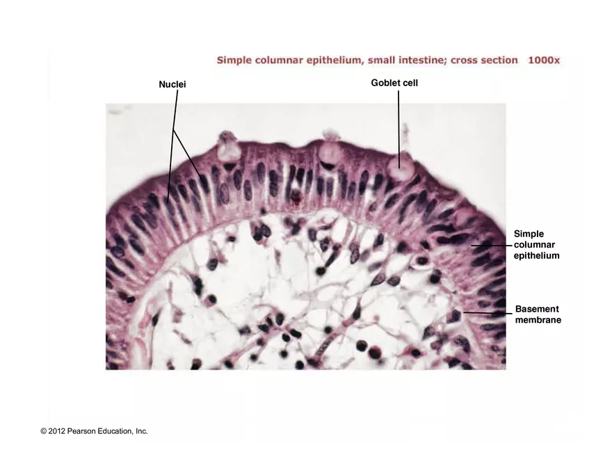 Exercise #6 Classification of Tissues - Epithelial Tissue - Page 33