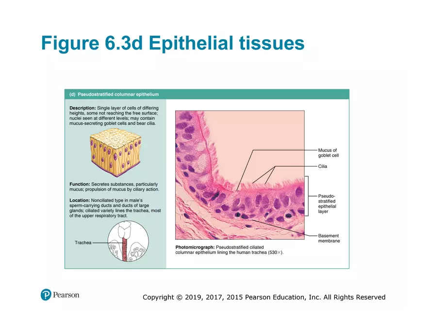 Exercise #6 Classification of Tissues - Epithelial Tissue - Page 34