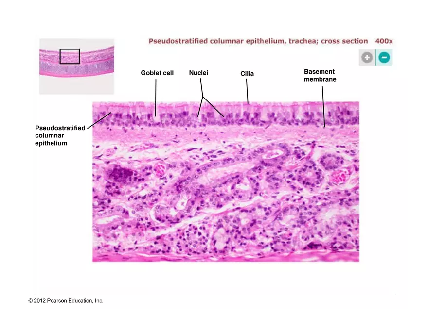 Exercise #6 Classification of Tissues - Epithelial Tissue - Page 37