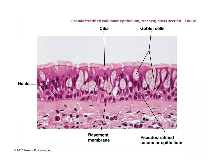 Exercise #6 Classification of Tissues - Epithelial Tissue - Page 38