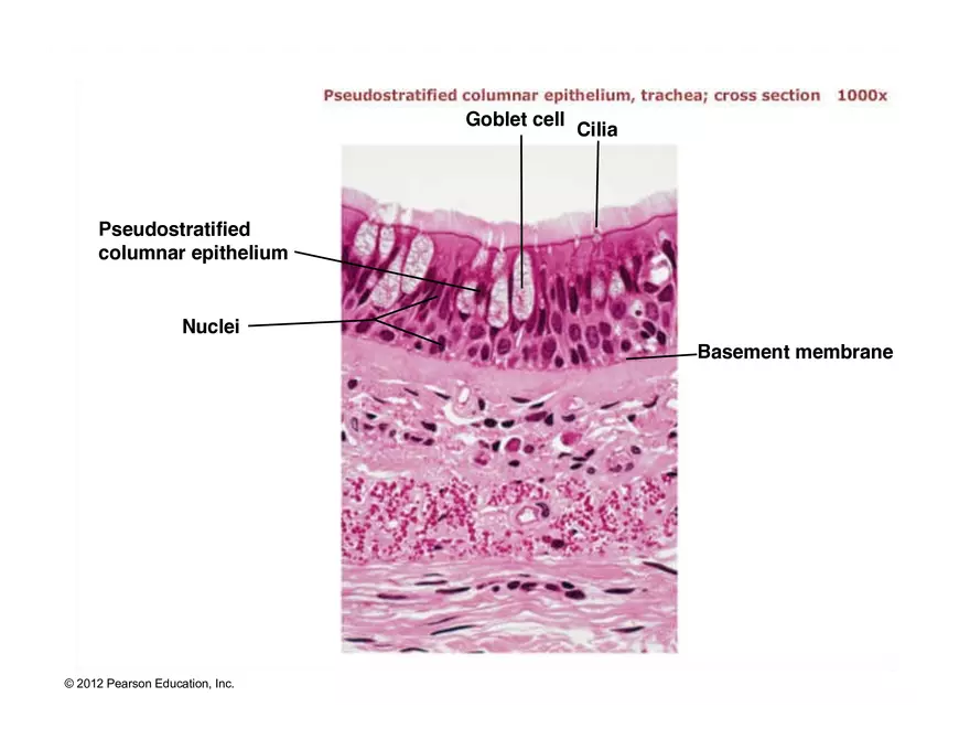 Exercise #6 Classification of Tissues - Epithelial Tissue - Page 39
