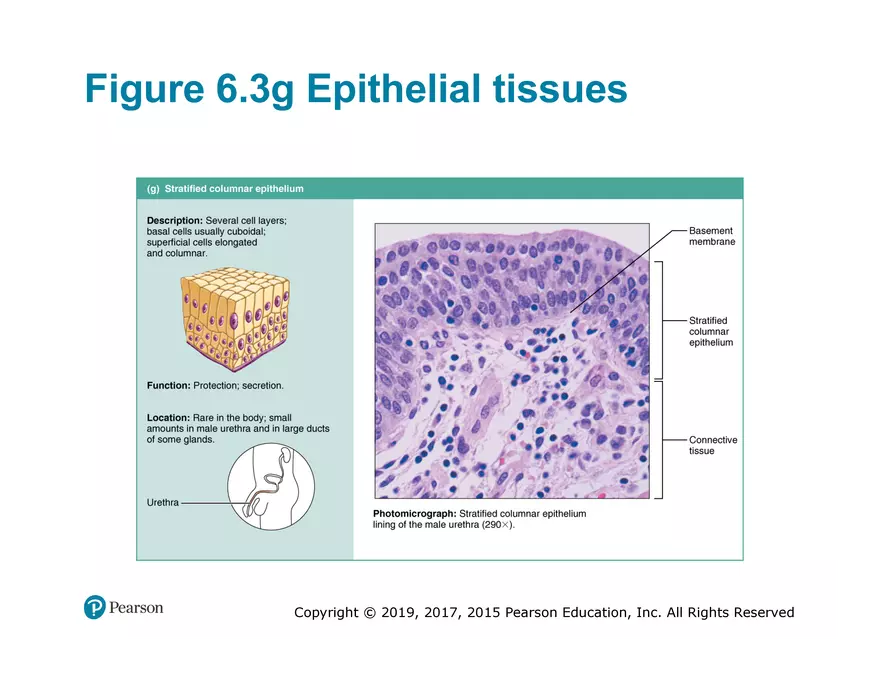 Exercise #6 Classification of Tissues - Epithelial Tissue - Page 40