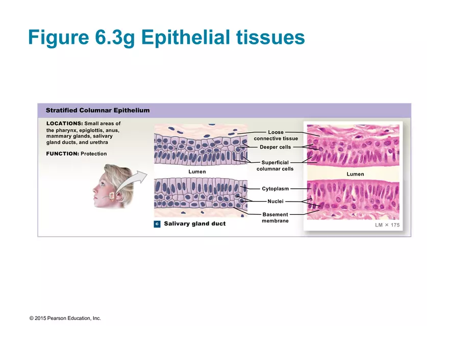Exercise #6 Classification of Tissues - Epithelial Tissue - Page 41