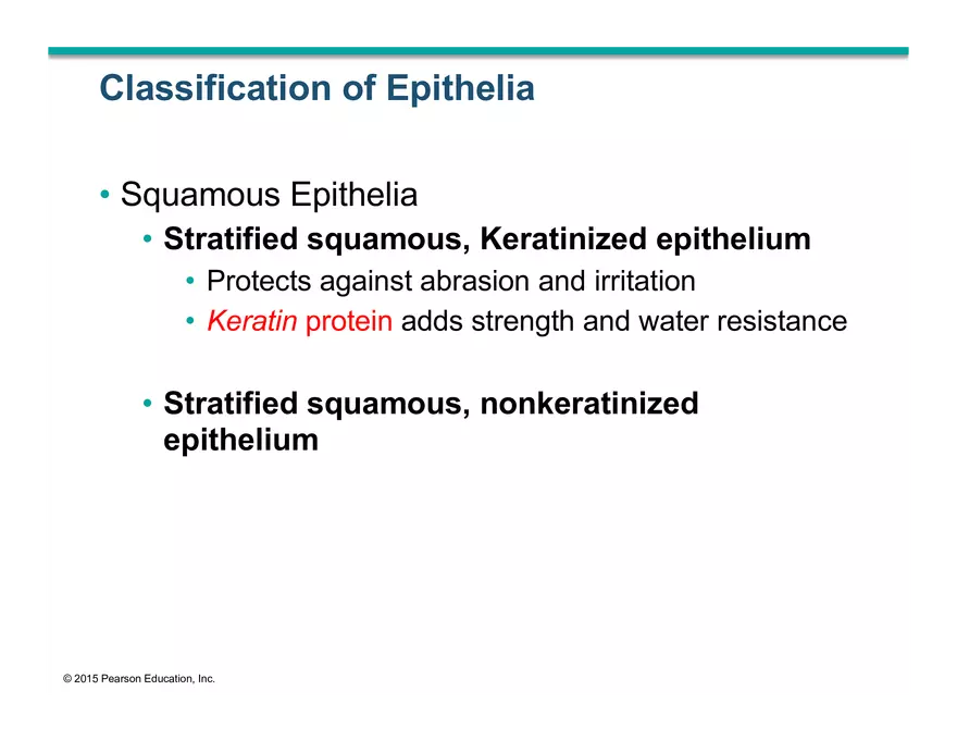 Exercise #6 Classification of Tissues - Epithelial Tissue - Page 42