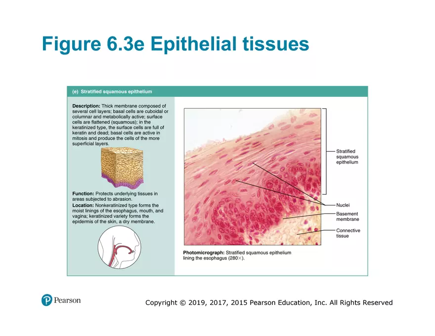 Exercise #6 Classification of Tissues - Epithelial Tissue - Page 43