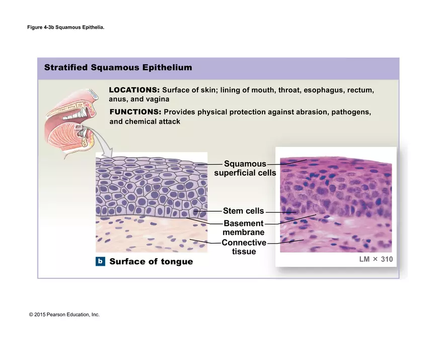 Exercise #6 Classification of Tissues - Epithelial Tissue - Page 44