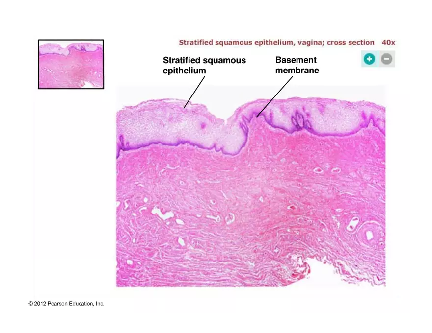 Exercise #6 Classification of Tissues - Epithelial Tissue - Page 45