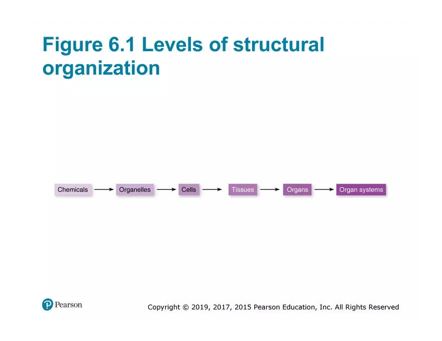 Exercise #6 Classification of Tissues - Epithelial Tissue - Page 2