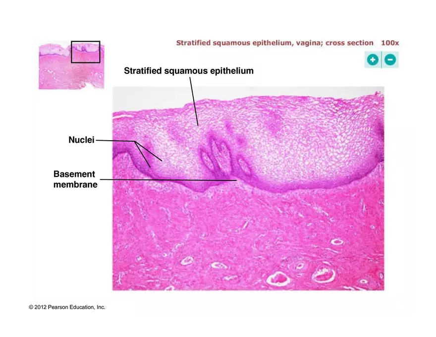 Exercise #6 Classification of Tissues - Epithelial Tissue - Page 47