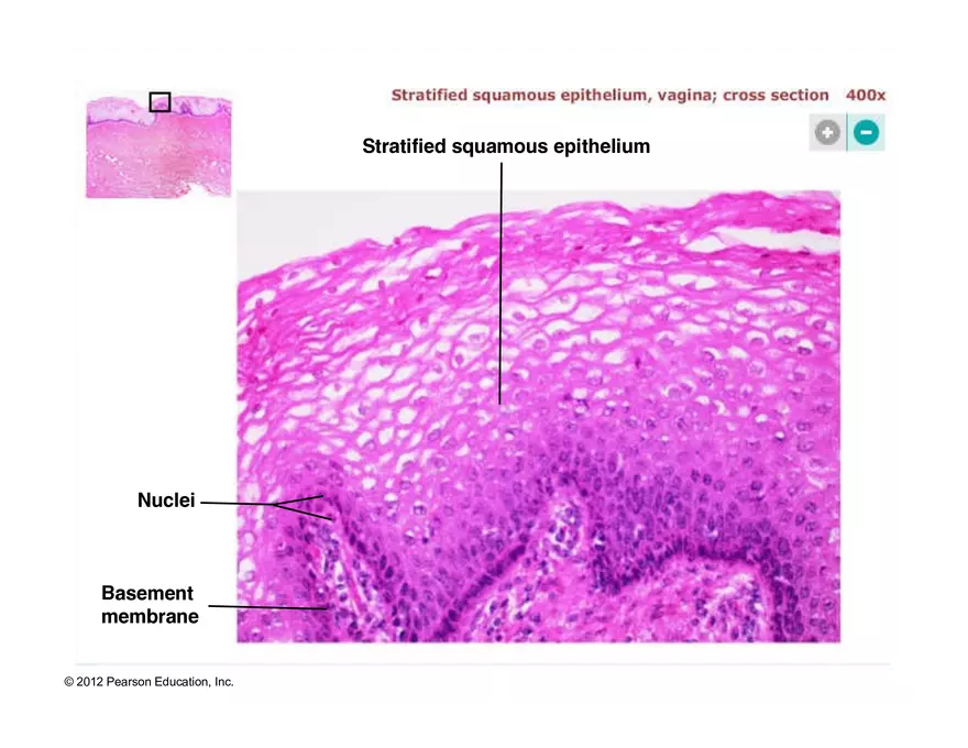 Exercise #6 Classification of Tissues - Epithelial Tissue - Page 48