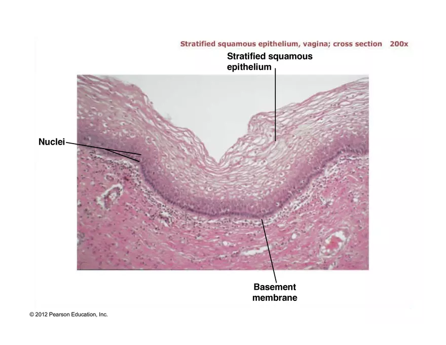 Exercise #6 Classification of Tissues - Epithelial Tissue - Page 49