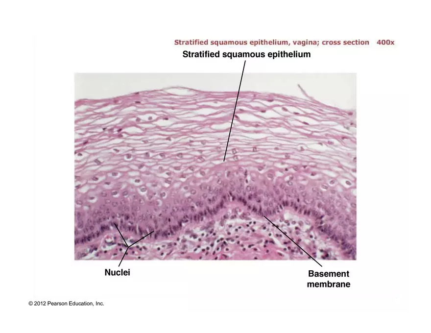 Exercise #6 Classification of Tissues - Epithelial Tissue - Page 50