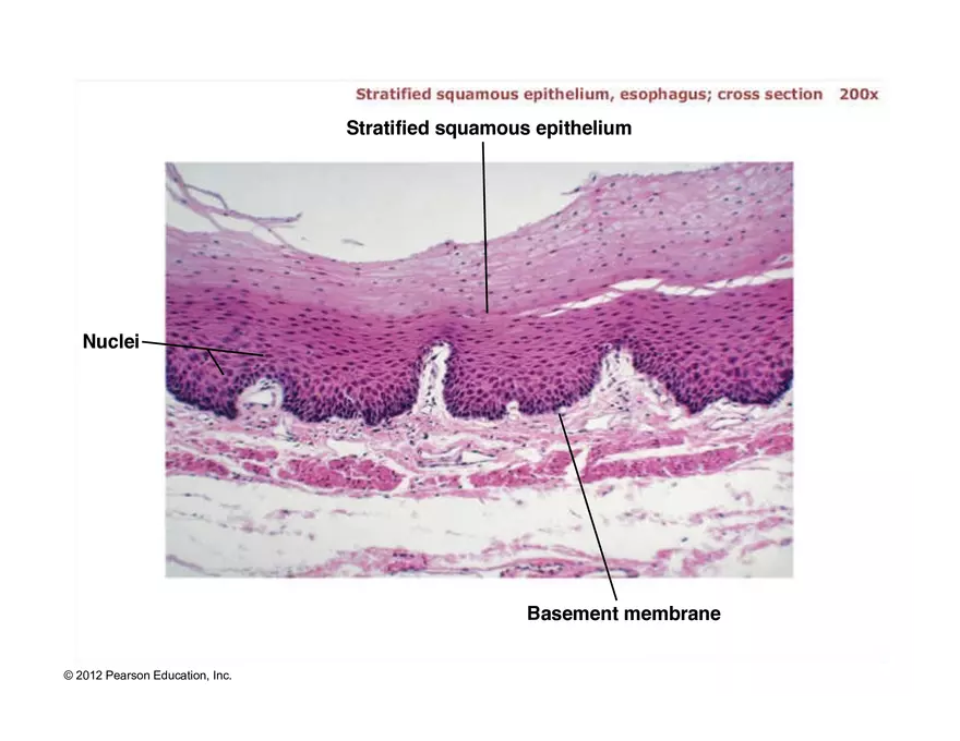 Exercise #6 Classification of Tissues - Epithelial Tissue - Page 51