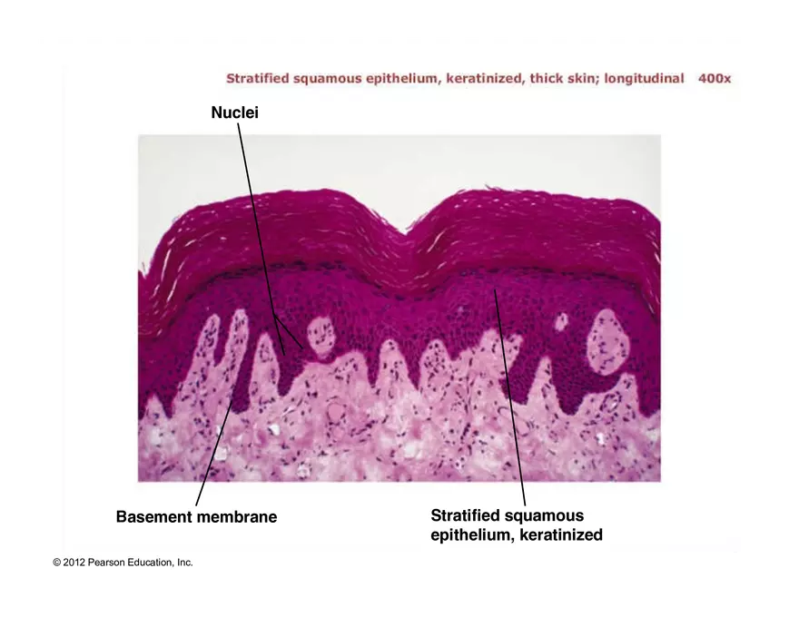 Exercise #6 Classification of Tissues - Epithelial Tissue - Page 52
