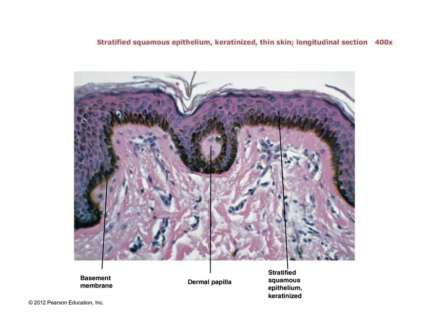 Exercise #6 Classification of Tissues - Epithelial Tissue - Page 53