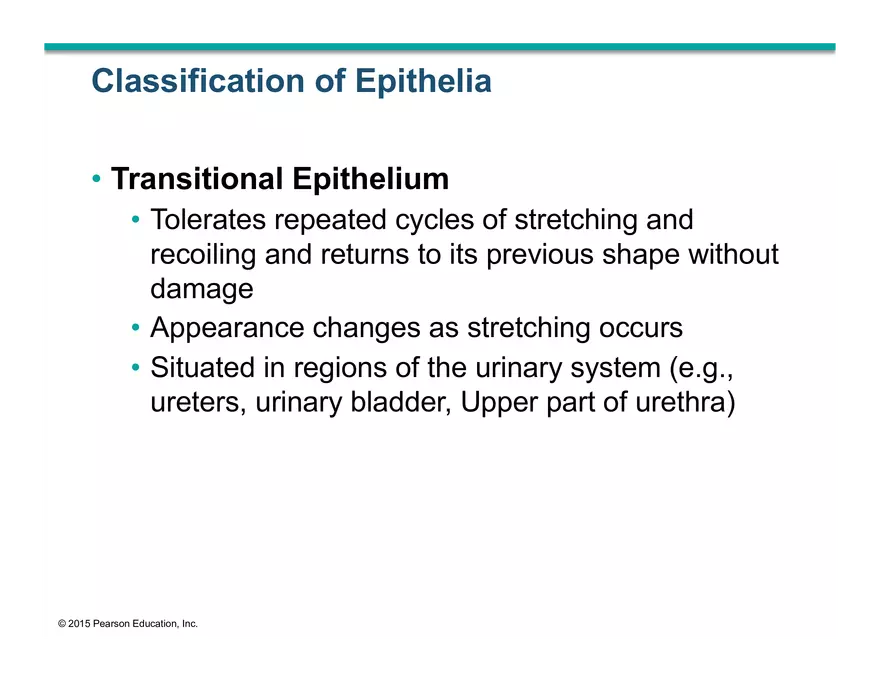 Exercise #6 Classification of Tissues - Epithelial Tissue - Page 54