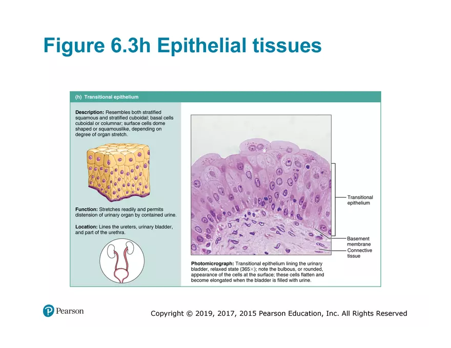 Exercise #6 Classification of Tissues - Epithelial Tissue - Page 55