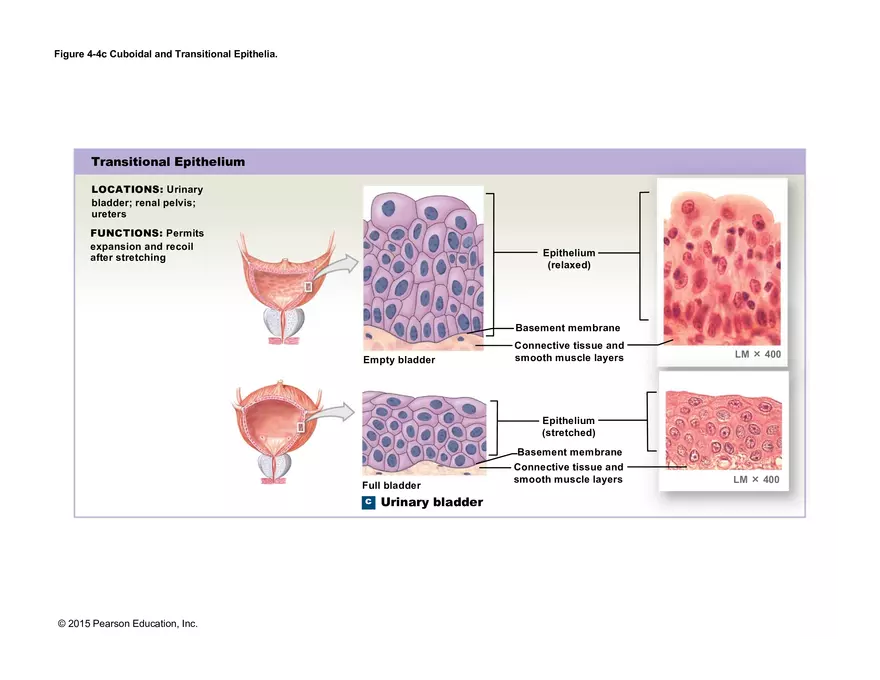 Exercise #6 Classification of Tissues - Epithelial Tissue - Page 56