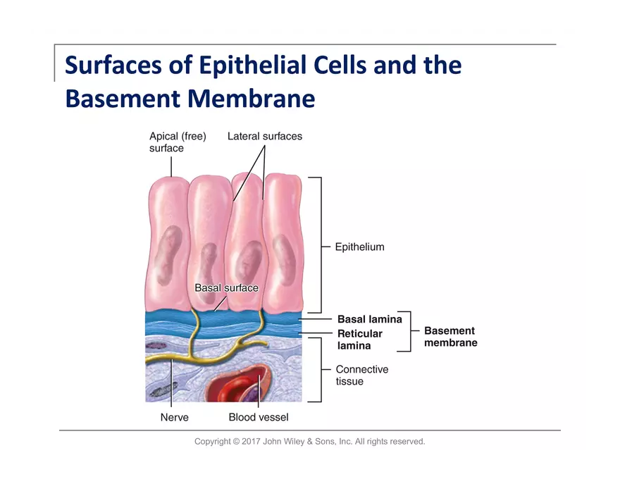 Exercise #6 Classification of Tissues - Epithelial Tissue - Page 3