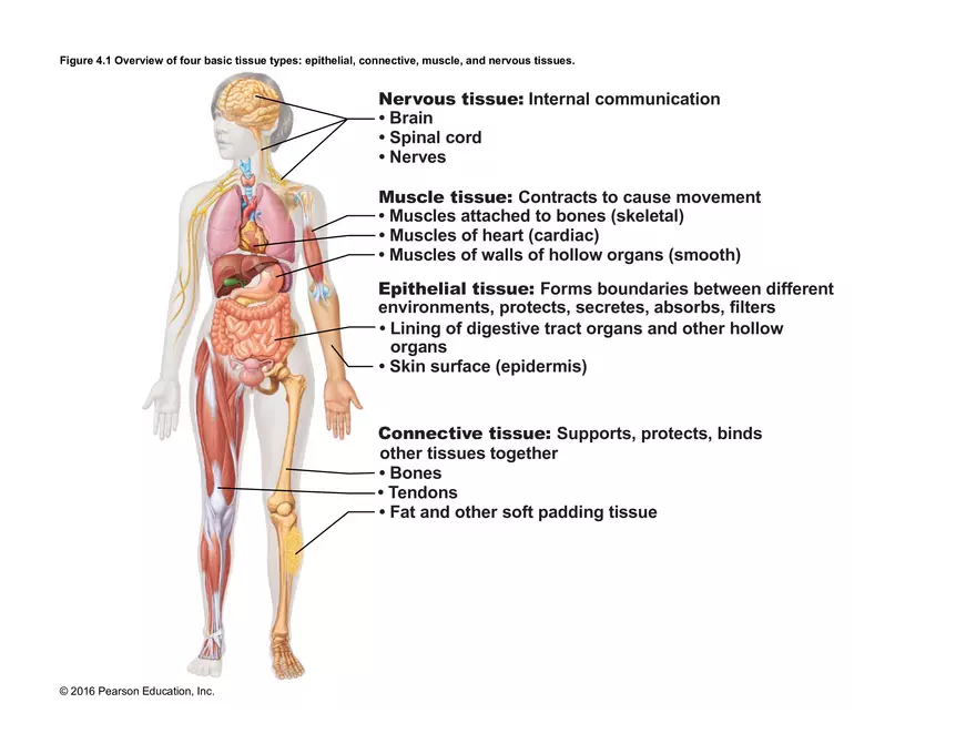 Exercise #6 Classification of Tissues - Epithelial Tissue - Page 57