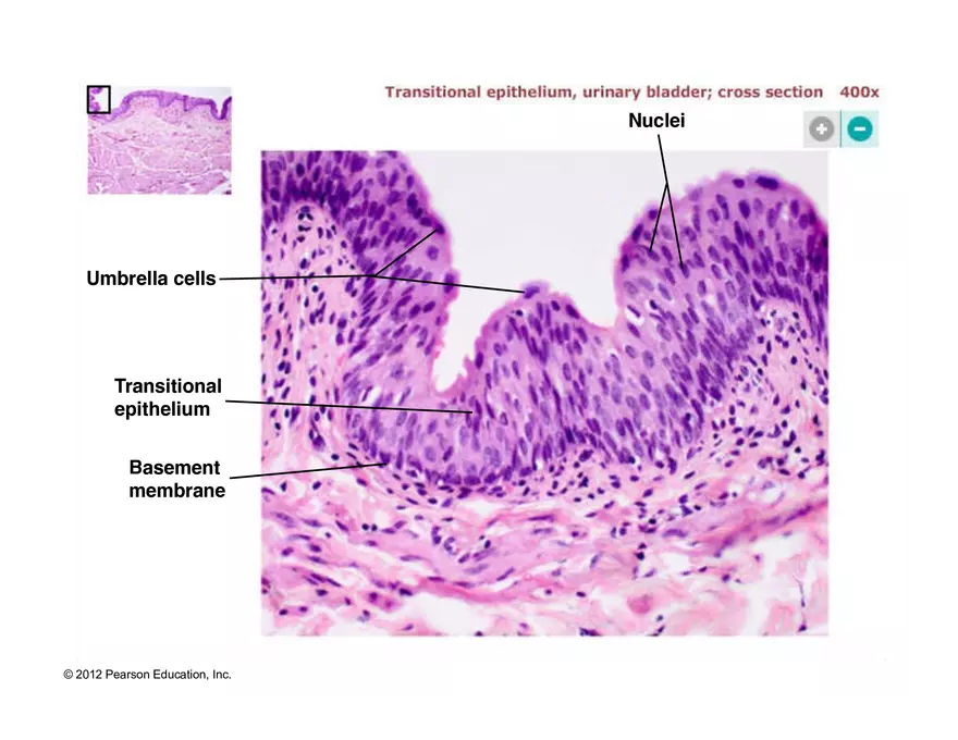 Exercise #6 Classification of Tissues - Epithelial Tissue - Page 58