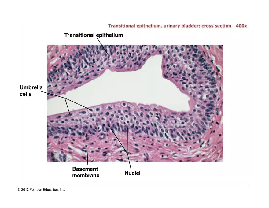 Exercise #6 Classification of Tissues - Epithelial Tissue - Page 59