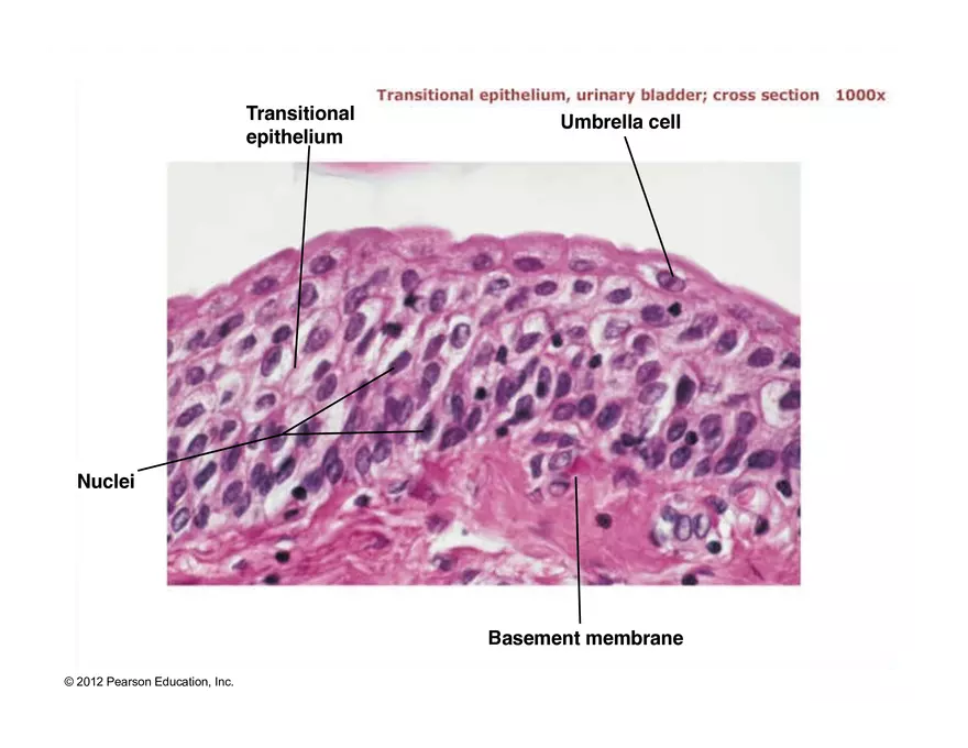 Exercise #6 Classification of Tissues - Epithelial Tissue - Page 60