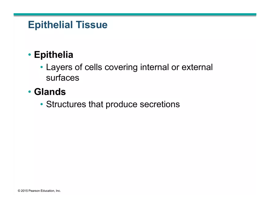 Exercise #6 Classification of Tissues - Epithelial Tissue - Page 62