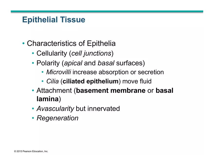 Exercise #6 Classification of Tissues - Epithelial Tissue - Page 63