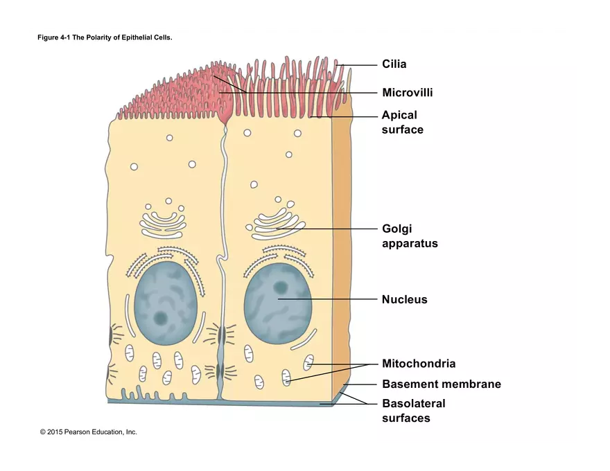 Exercise #6 Classification of Tissues - Epithelial Tissue - Page 4
