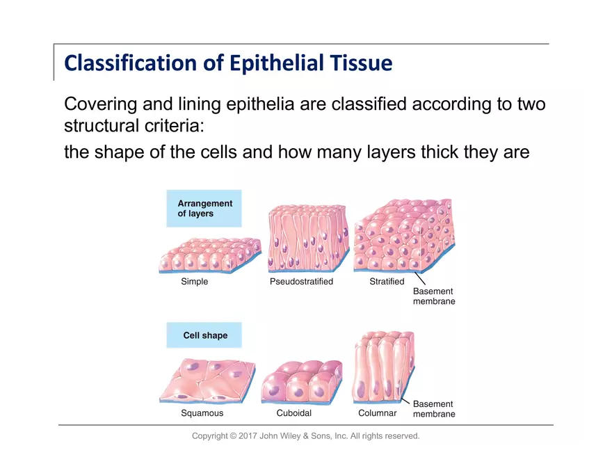 Exercise #6 Classification of Tissues - Epithelial Tissue - Page 6
