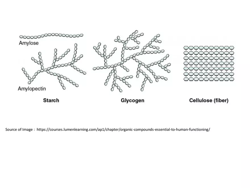 Biologically Important Molecules - Carbohydrates - Page 10