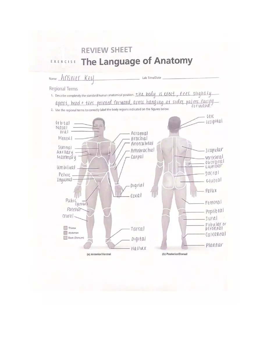 The Language Of Anatomy Review Sheet Answer Key - Page 1