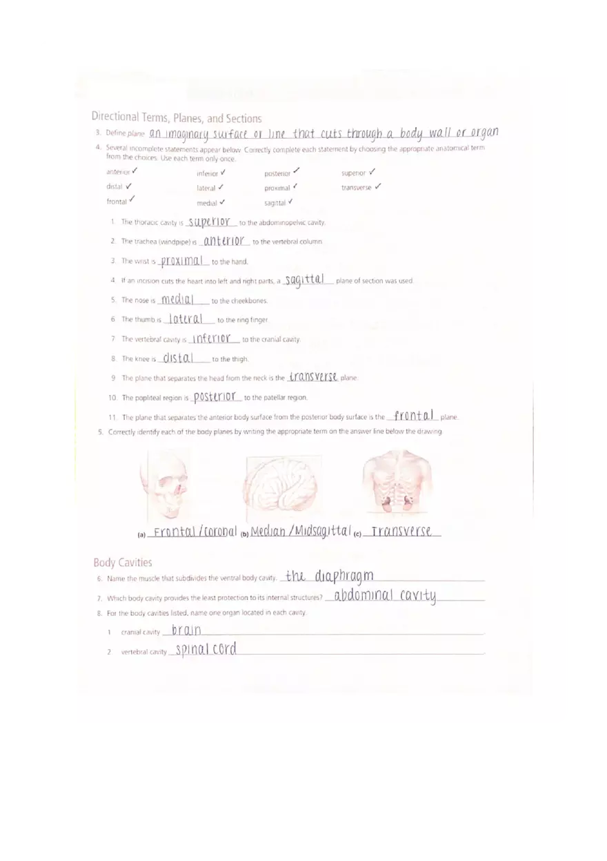 The Language Of Anatomy Review Sheet Answer Key - Page 2