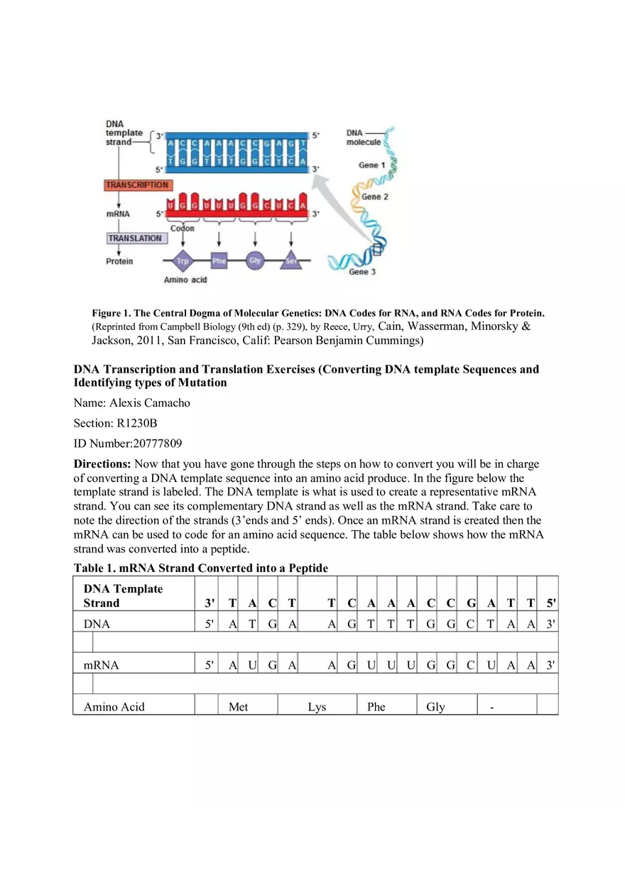 DNA Replication Transcription Translation Lab Worksheet - Page 2