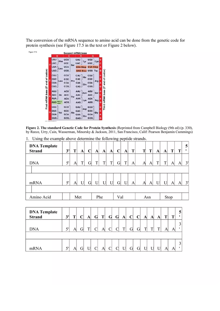 DNA Replication Transcription Translation Lab Worksheet - Page 3