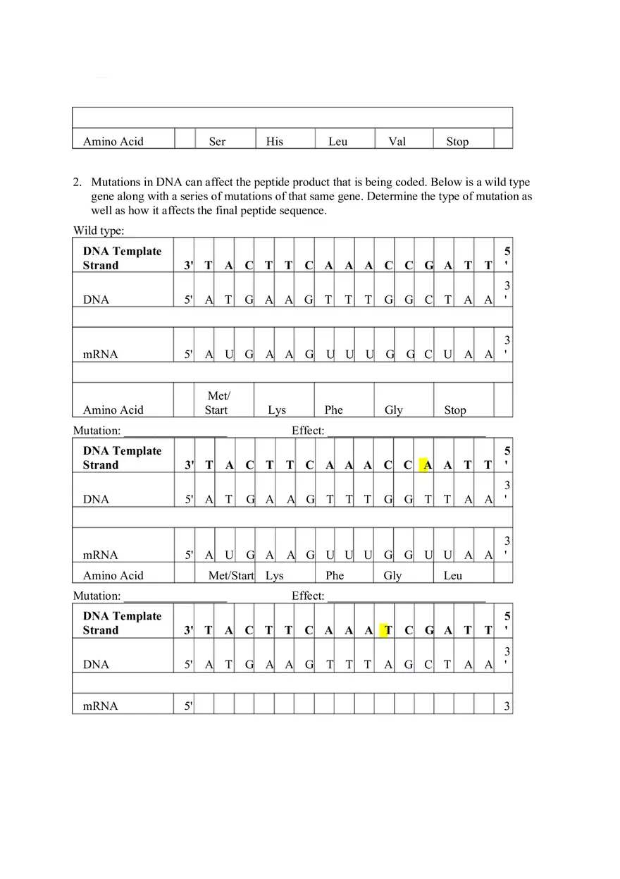 DNA Replication Transcription Translation Lab Worksheet - Page 4