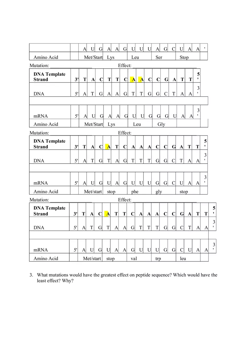 DNA Replication Transcription Translation Lab Worksheet - Page 5