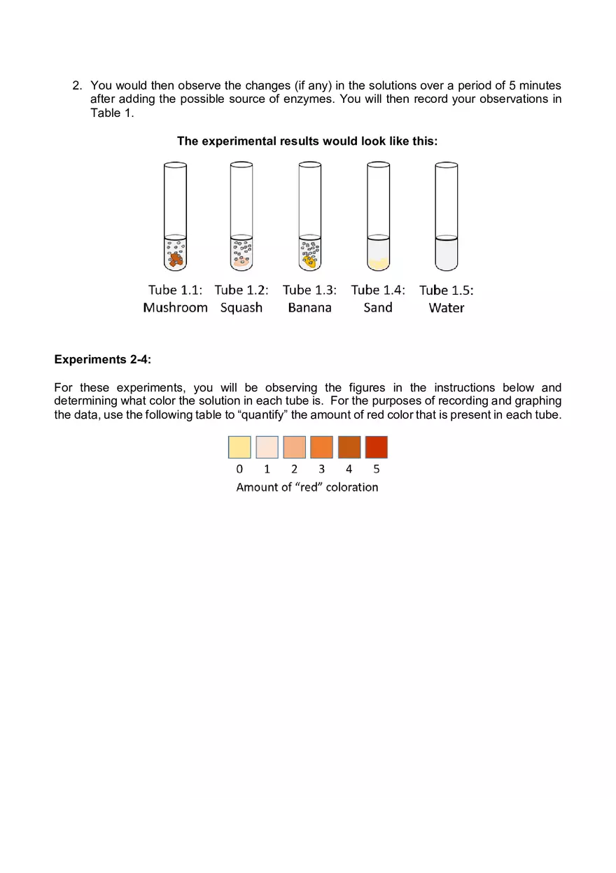 Lab 06 - Enzyme Activity - Page 10