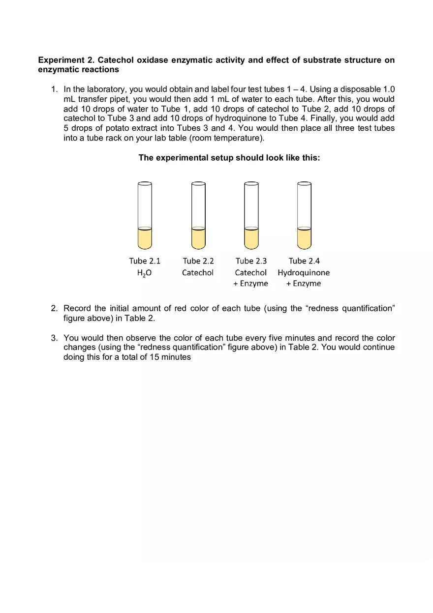 Lab 06 - Enzyme Activity - Page 11